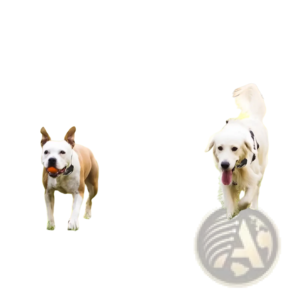 Two dogs with tan white and fluffy white coats playing near a wireless electric dog fence and training collar system