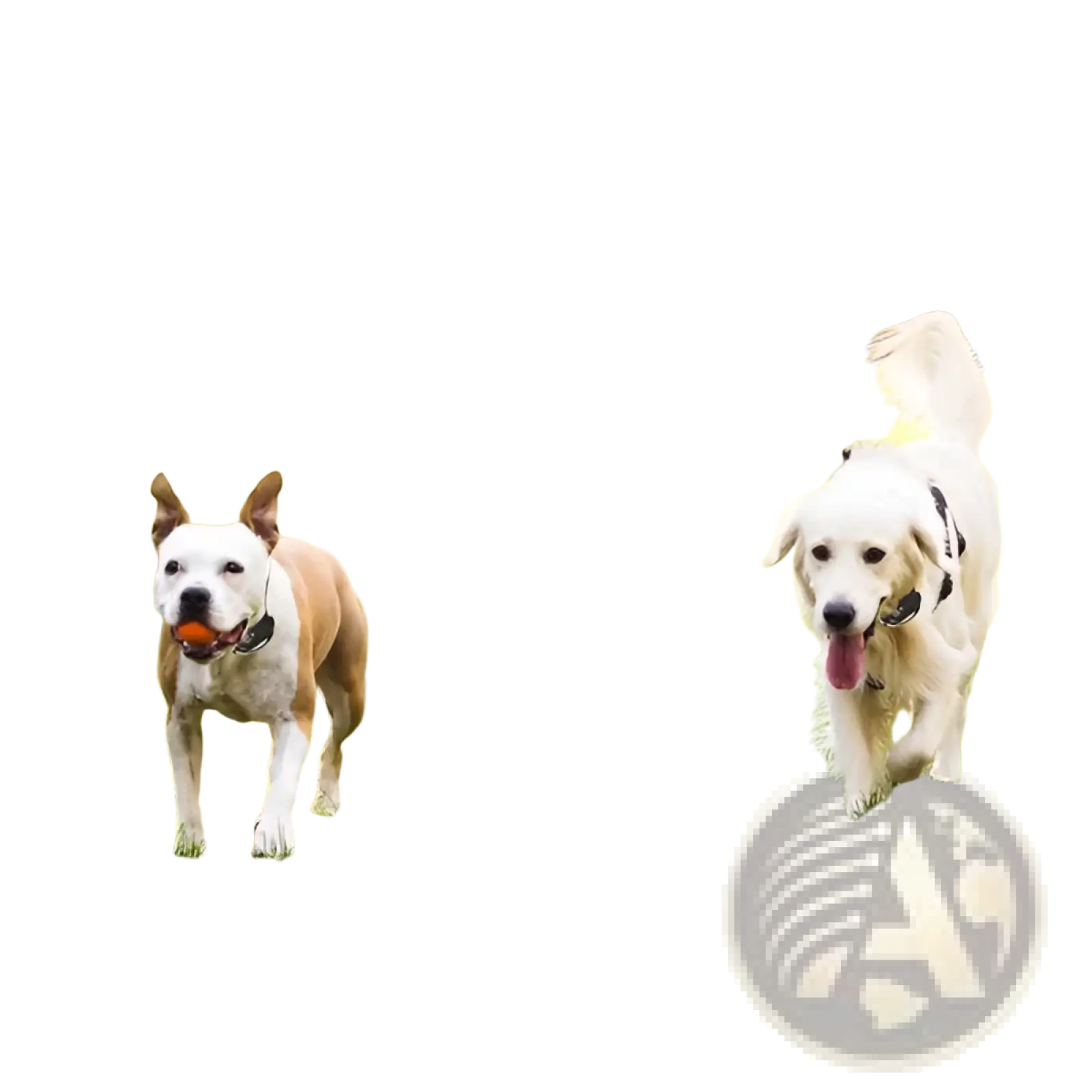 Two dogs with tan white and fluffy white coats playing near a wireless electric dog fence and training collar system