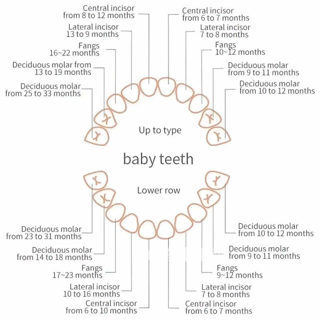 Educational diagram on wooden baby tooth storage box showing eruption timeline and types of baby teeth with labels