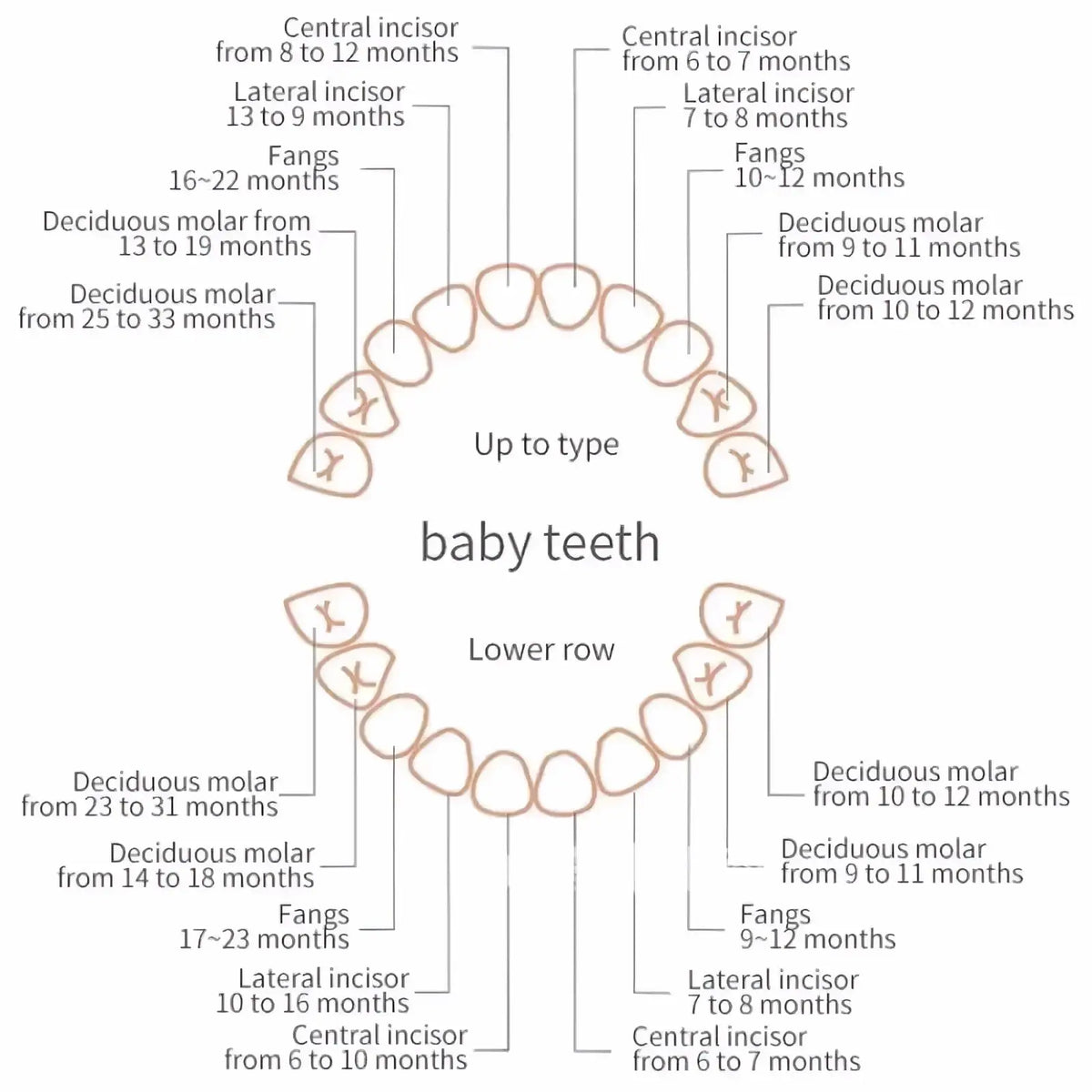 Educational diagram on wooden baby tooth storage box showing eruption timeline and types of baby teeth with labels