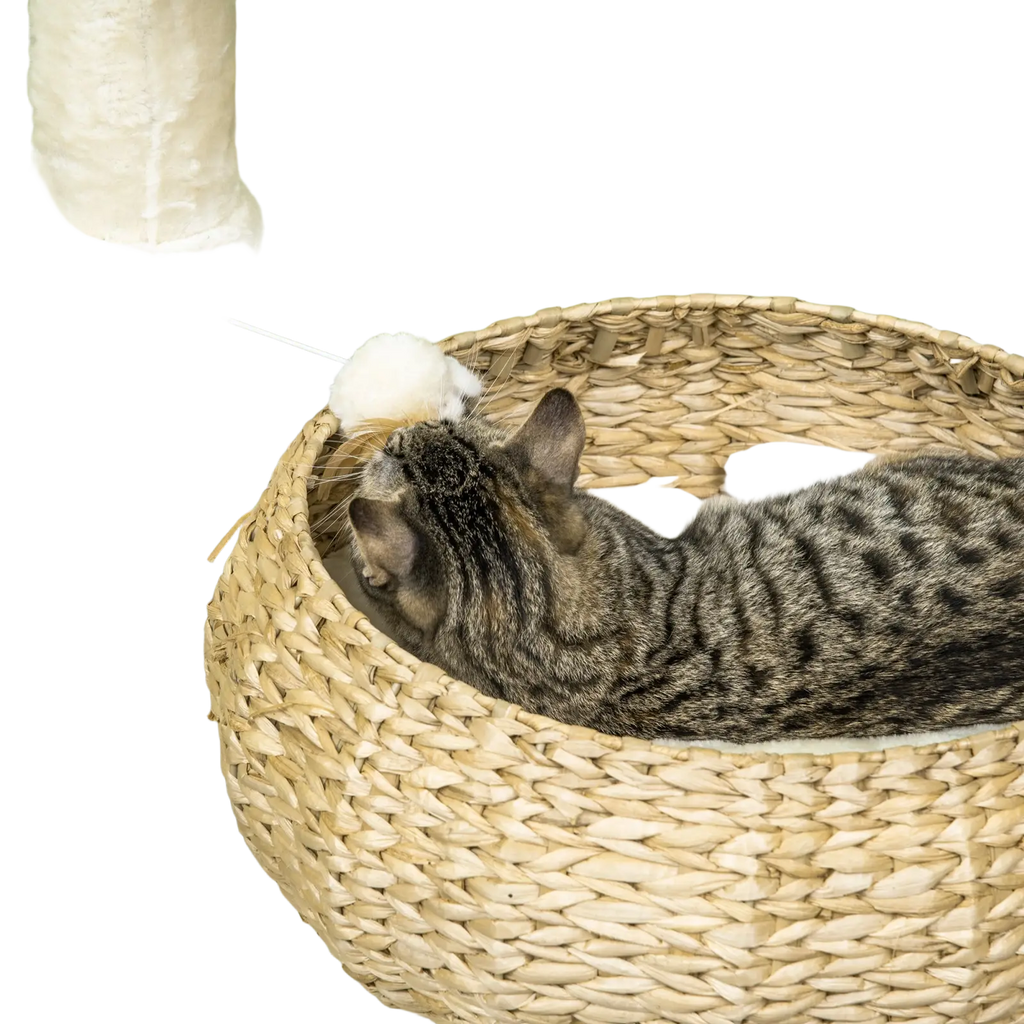 A tabby cat lounges in a beige woven wicker elevated cat bed with a matching scratching post